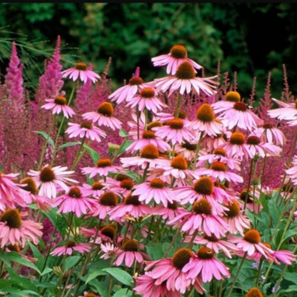 Purple Coneflower 3 plants $15🌸🌸🌸